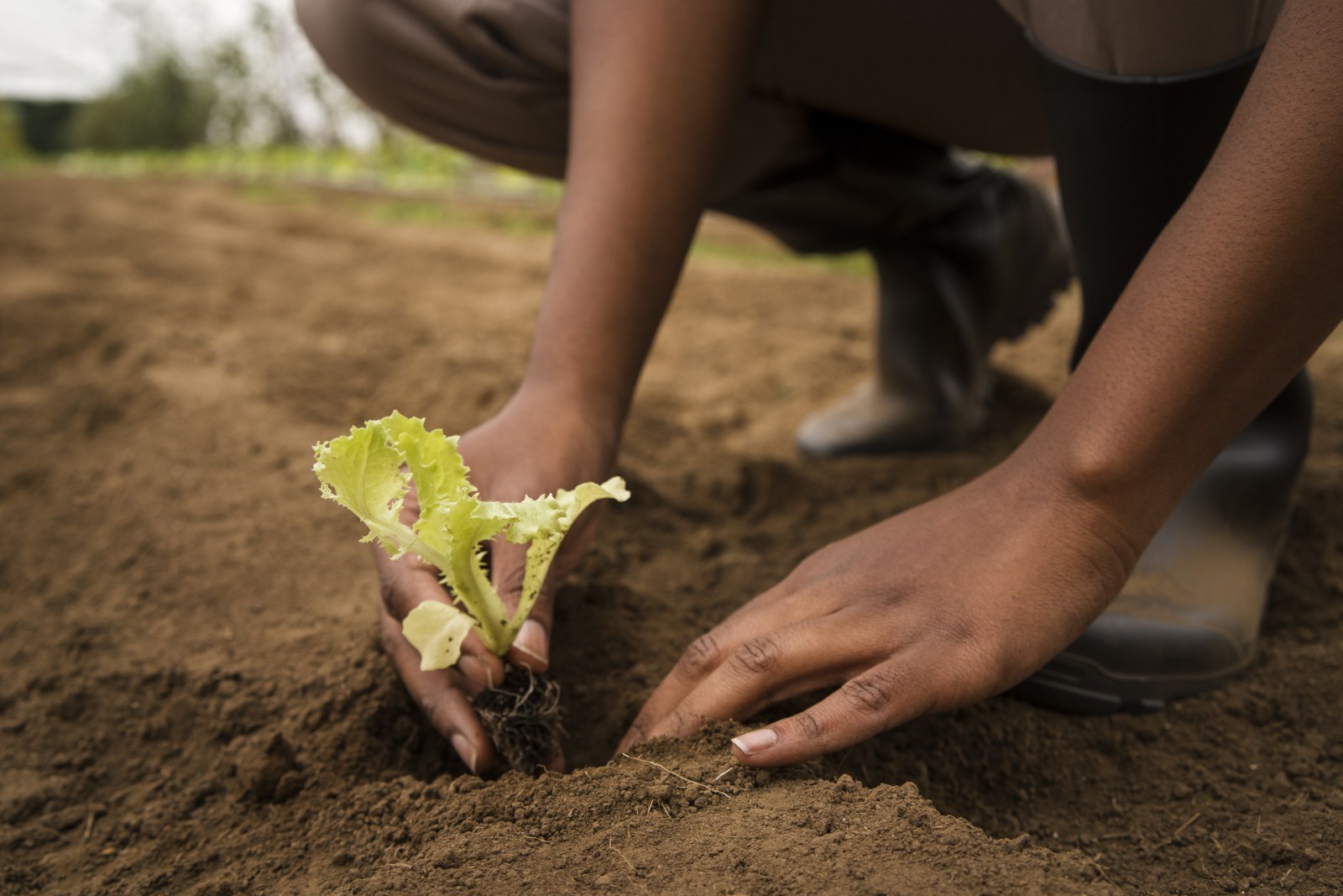 Climate Change and Vegetable Production