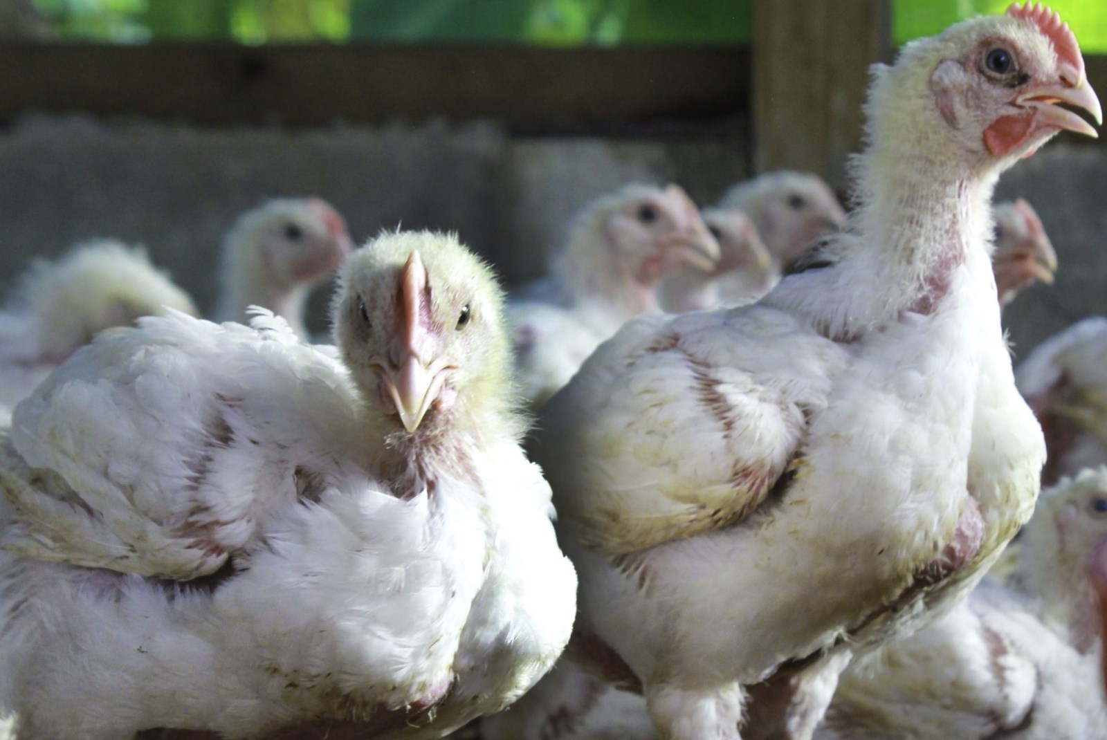 Climate Change and Poultry Production