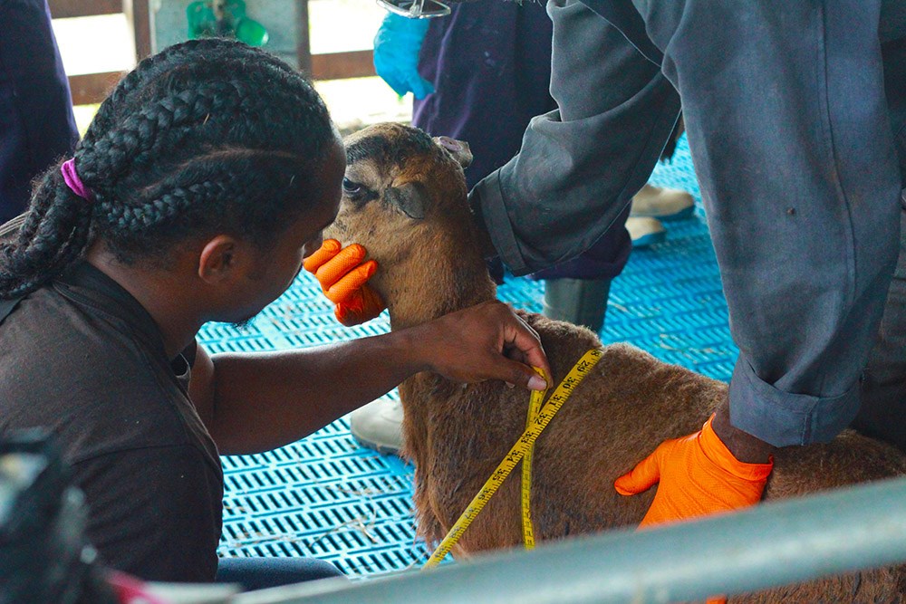 Animal Nutrition Unit