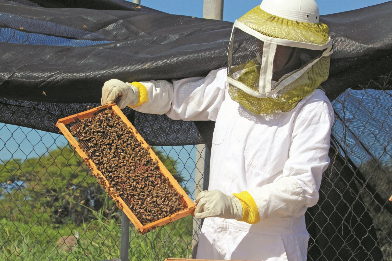 Climate Change and its Impact on Bees