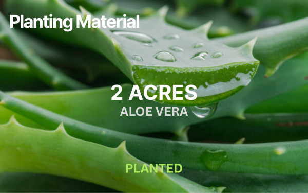 Planting Materials: Aloe Vera