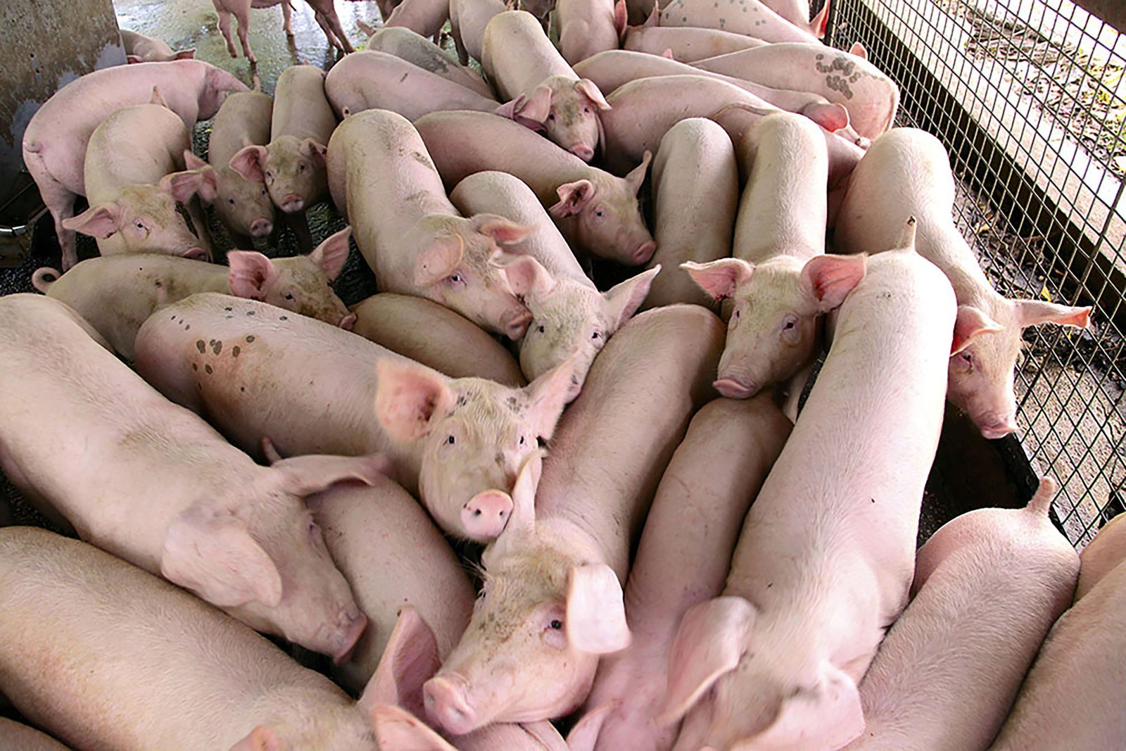 Climate Change and Pig Production