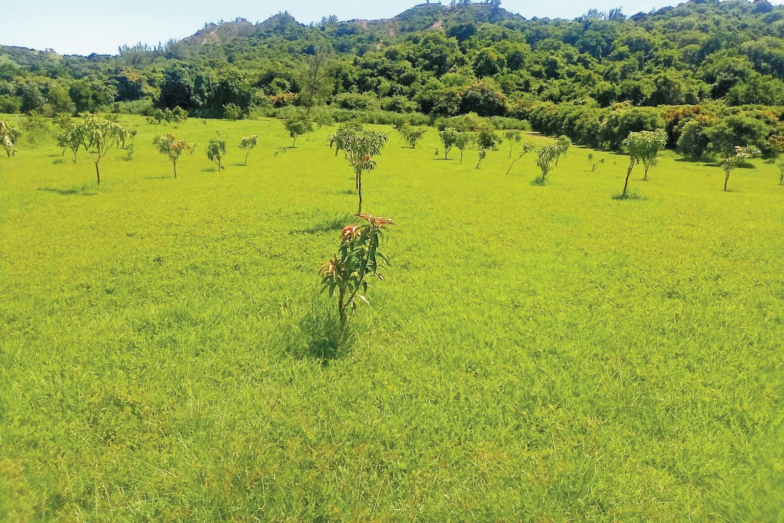 Climate Change and Fruit Crops